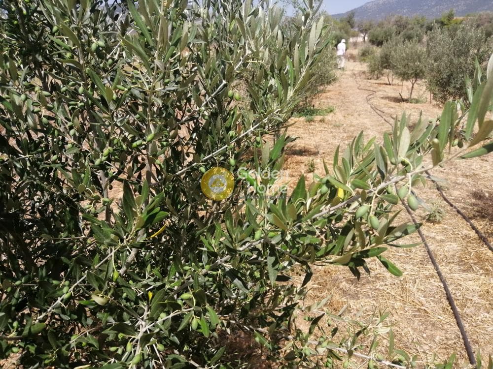 Parcel in Center, Koropi — Photo 7 of 16