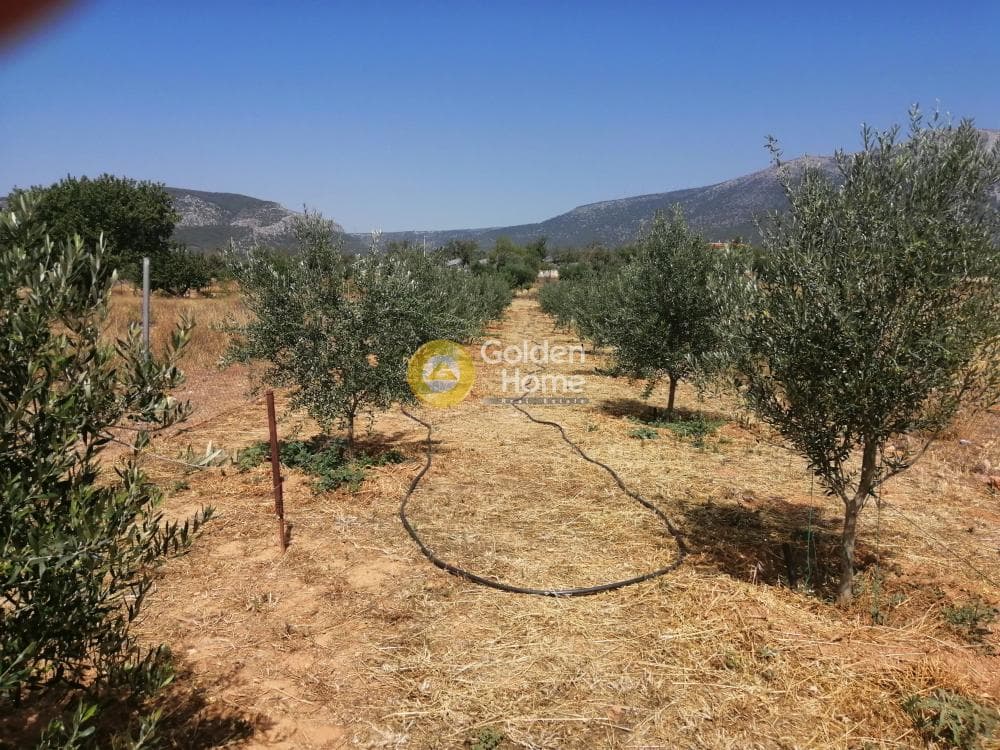 Parcel in Center, Koropi — Photo 2 of 16