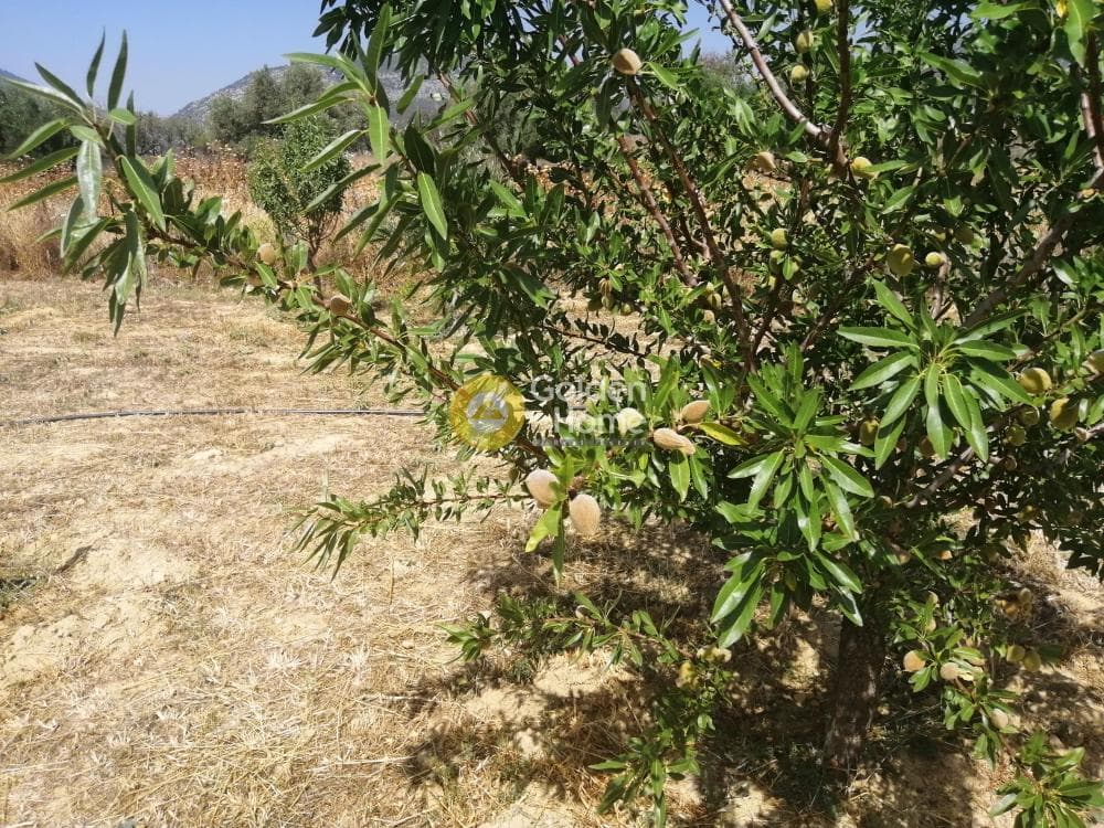 Parcel in Center, Koropi — Photo 9 of 16