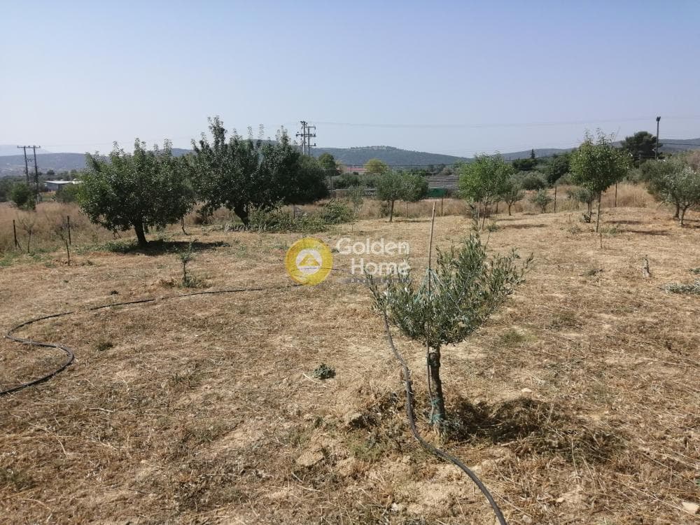 Parcel in Center, Koropi — Photo 12 of 16