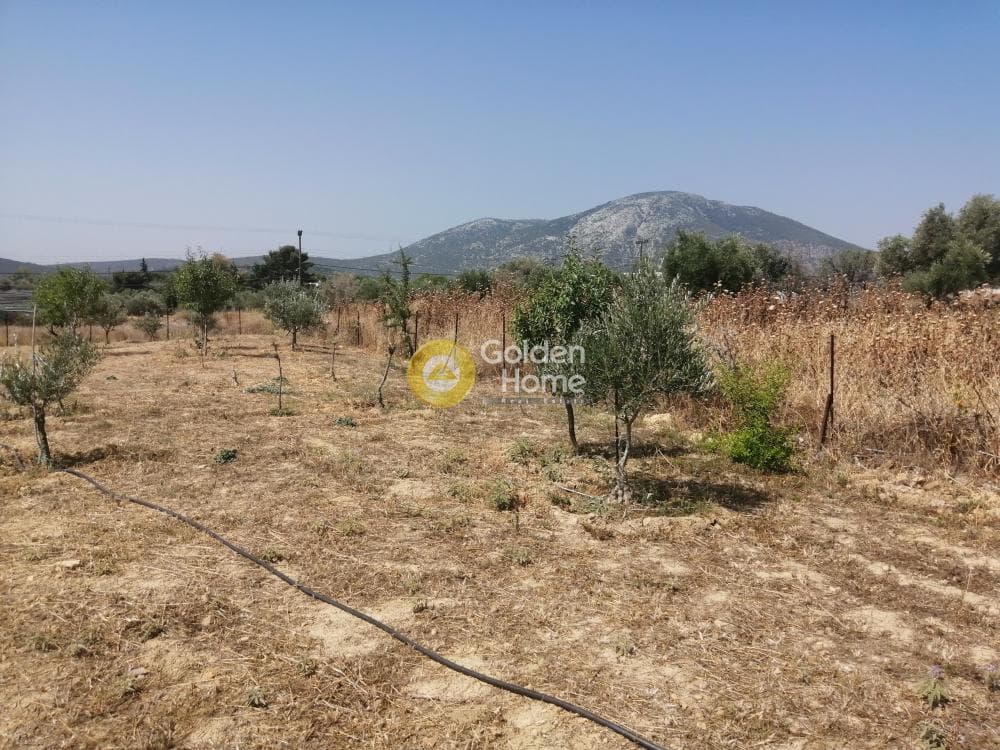 Parcel in Center, Koropi — Photo 4 of 16
