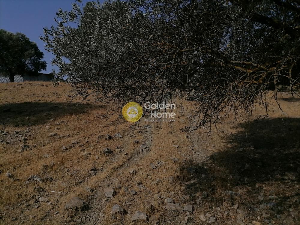 Parcel in Kouses, Moires — Photo 8 of 18