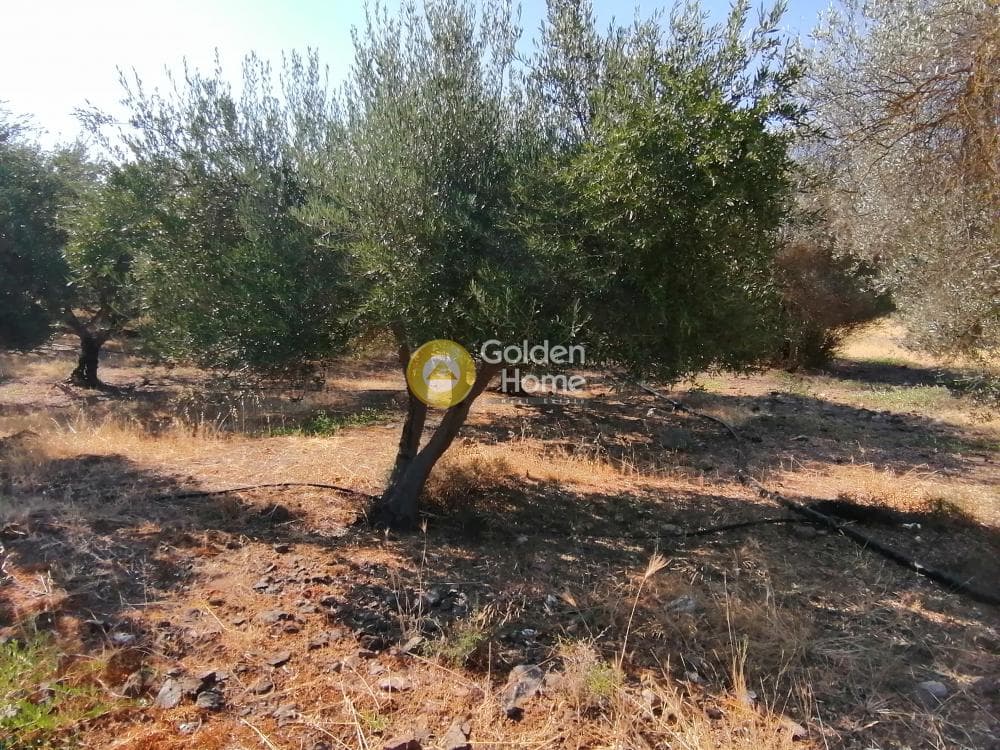 Building Plot in Kouses, Moires — Photo 4 of 16