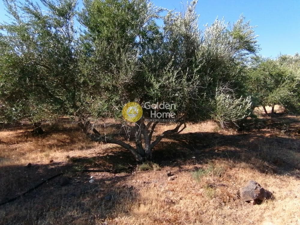 Building Plot in Kouses, Moires — Photo 16 of 16
