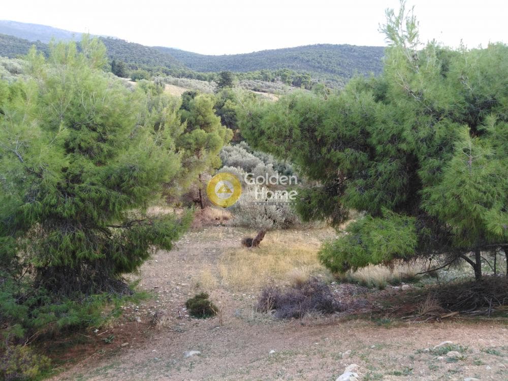 Αγροτεμάχιο στην Βρωμοπούσι, Σαλαμίνα