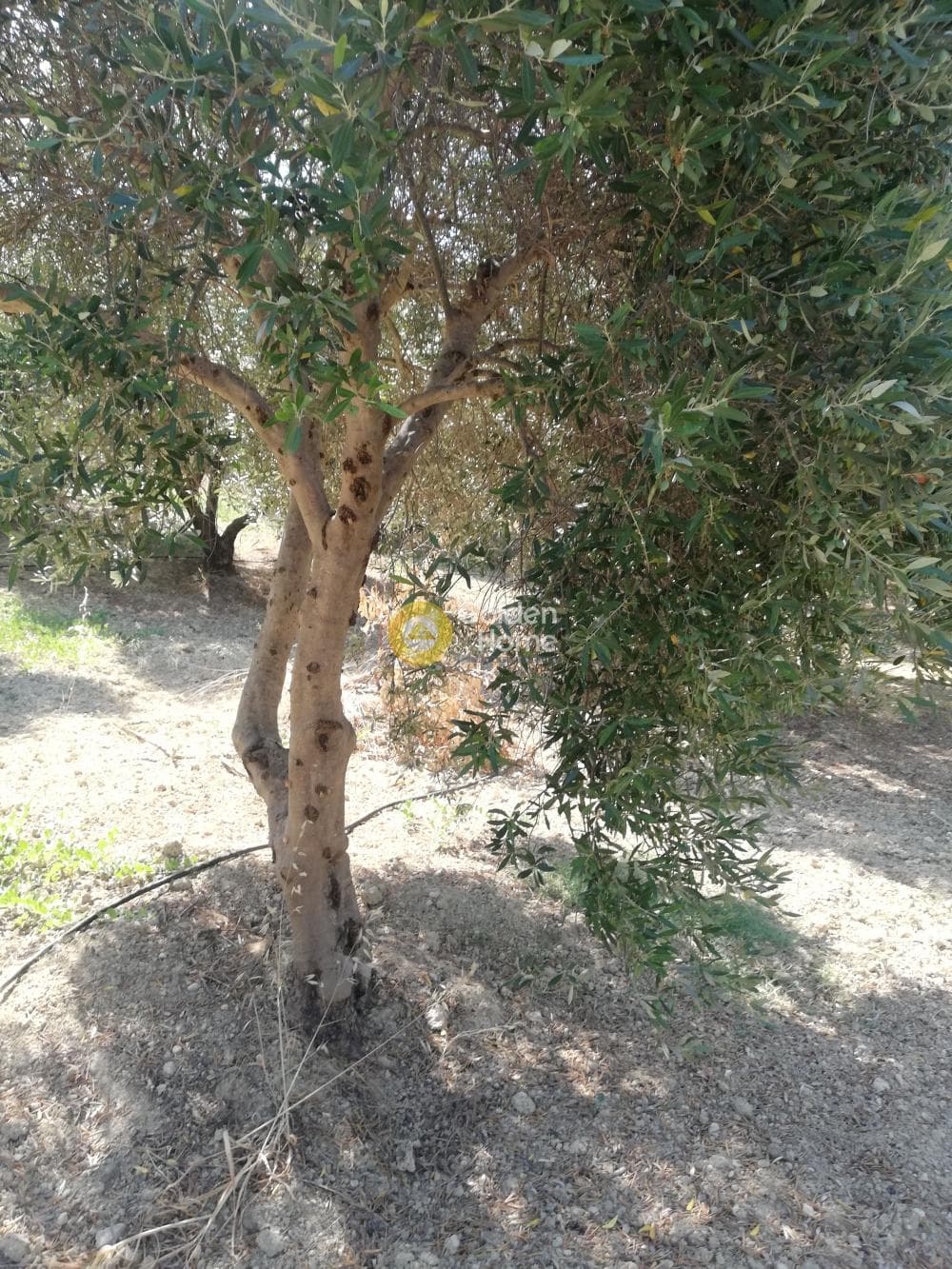 Building Plot in Elia, Episkopi — Photo 5 of 13