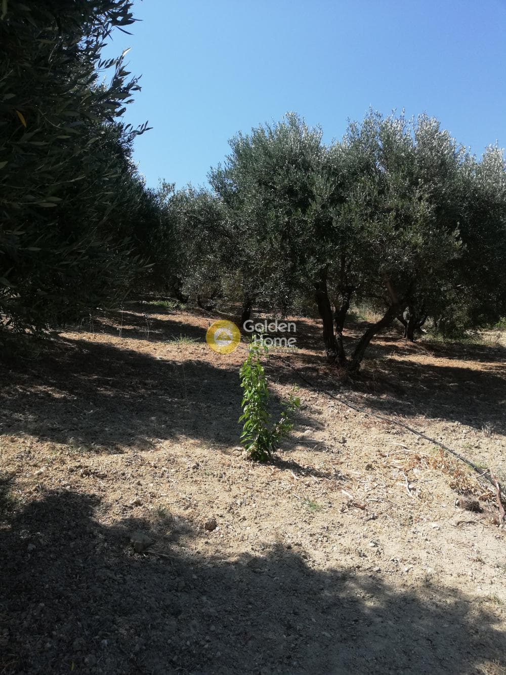 Building Plot in Elia, Episkopi — Photo 6 of 13