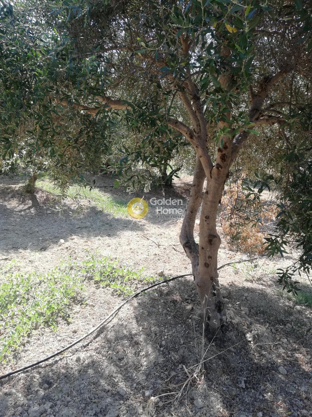 Building Plot in Elia, Episkopi — Photo 9 of 13