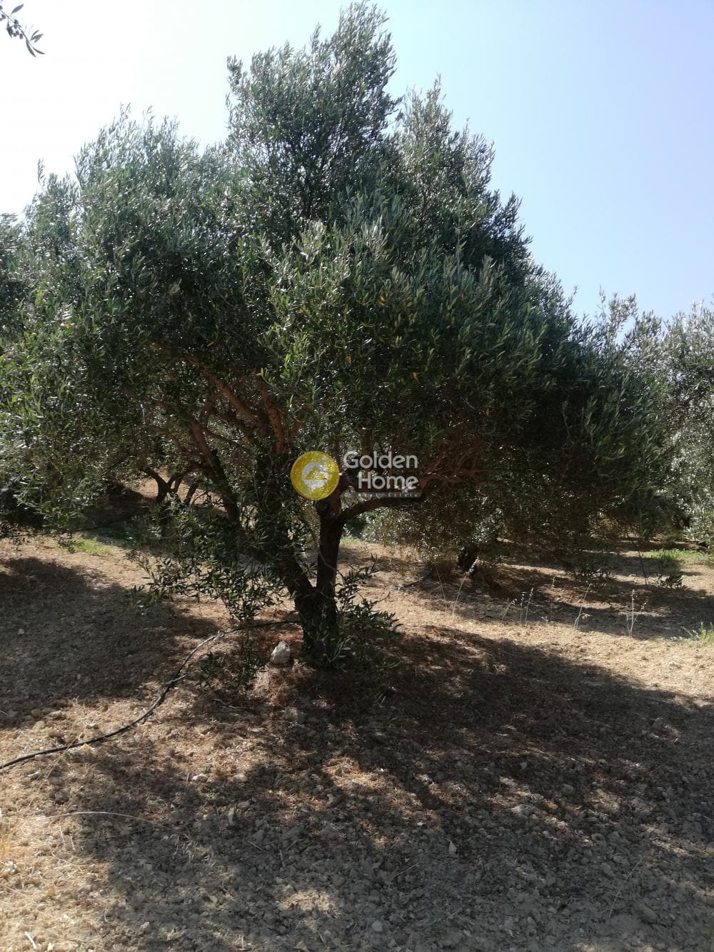 Building Plot in Elia, Episkopi — Photo 10 of 13