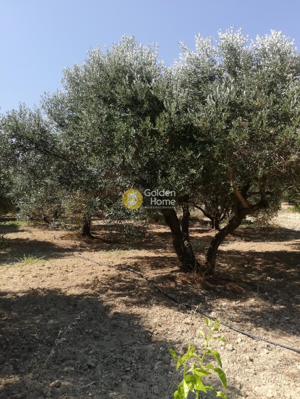 Building Plot in Elia, Episkopi — Photo 1 of 13