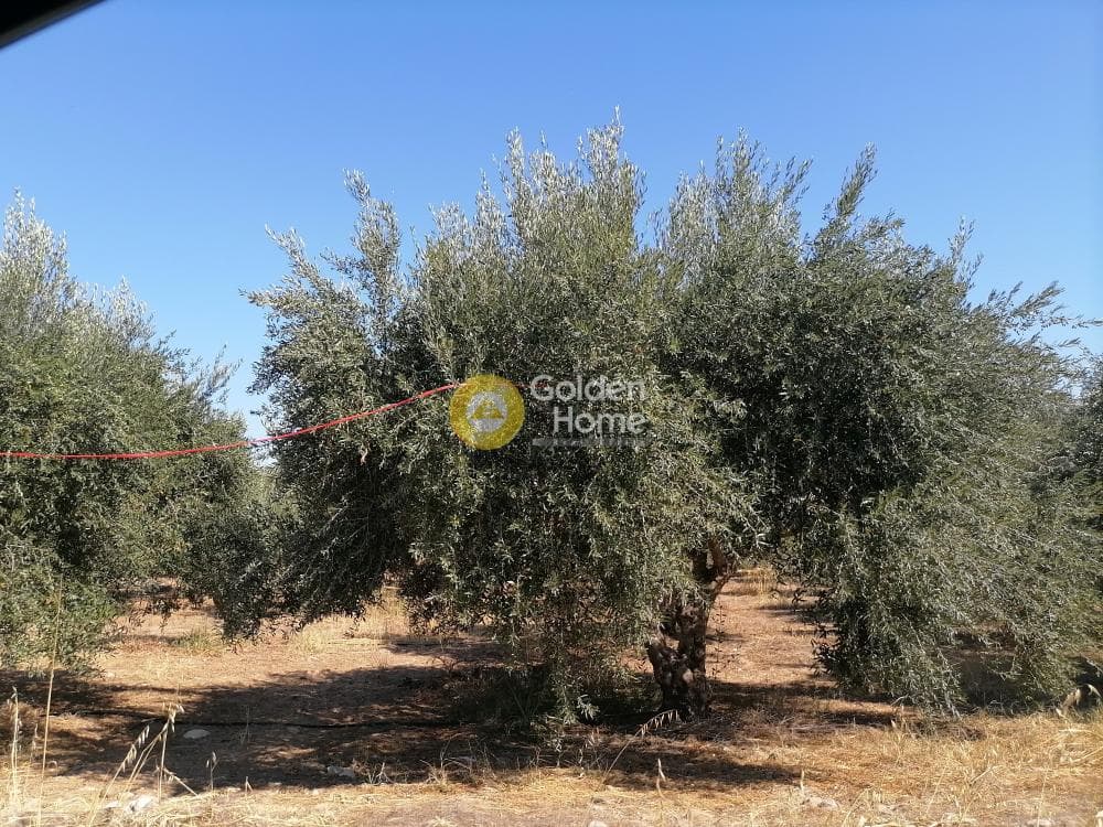 Οικόπεδο στην Κουσές, Μοίρες — Φωτογραφία 2 από 6