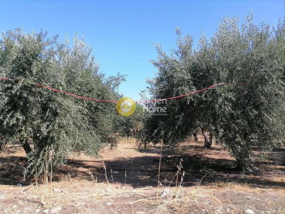 Οικόπεδο στην Κουσές, Μοίρες — Φωτογραφία 4 από 6