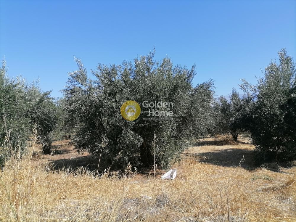 Οικόπεδο στην Κουσές, Μοίρες — Φωτογραφία 5 από 6