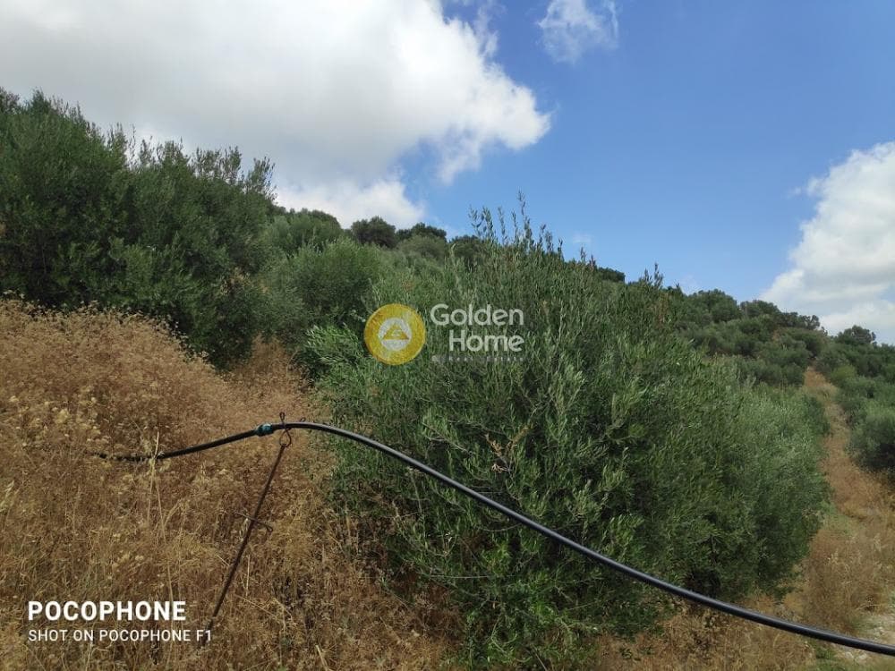 Αγροτεμάχιο στην Άγιος Μύρωνας, Τετραχώρι — Φωτογραφία 7 από 31