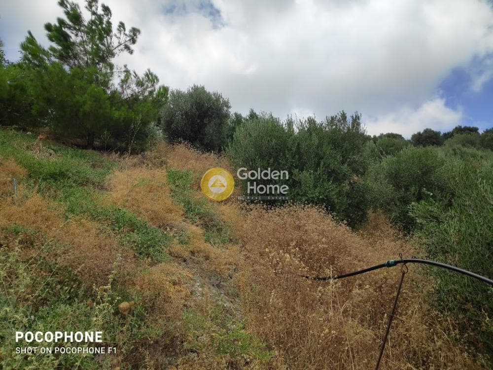 Αγροτεμάχιο στην Άγιος Μύρωνας, Τετραχώρι — Φωτογραφία 8 από 31