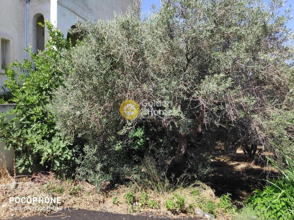Αγροτεμάχιο στην Εθιά, Ηράκλειο Κρήτης — Φωτογραφία 6 από 14