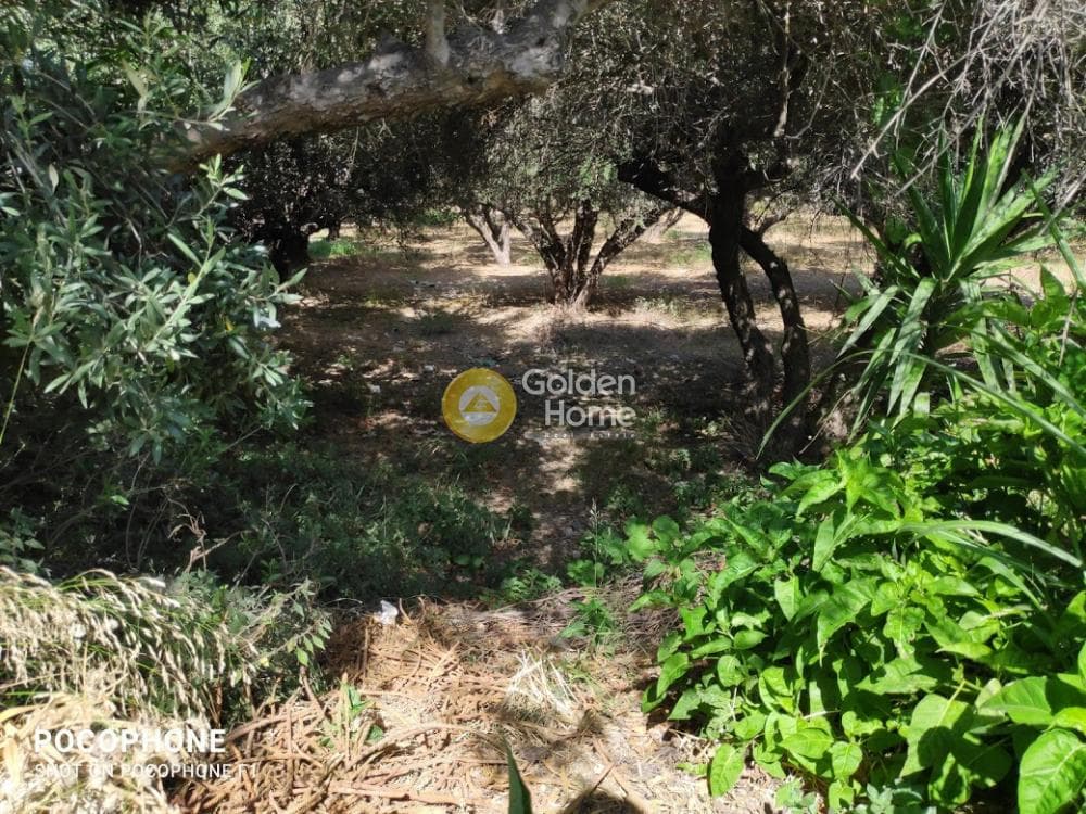 Αγροτεμάχιο στην Εθιά, Ηράκλειο Κρήτης — Φωτογραφία 14 από 14