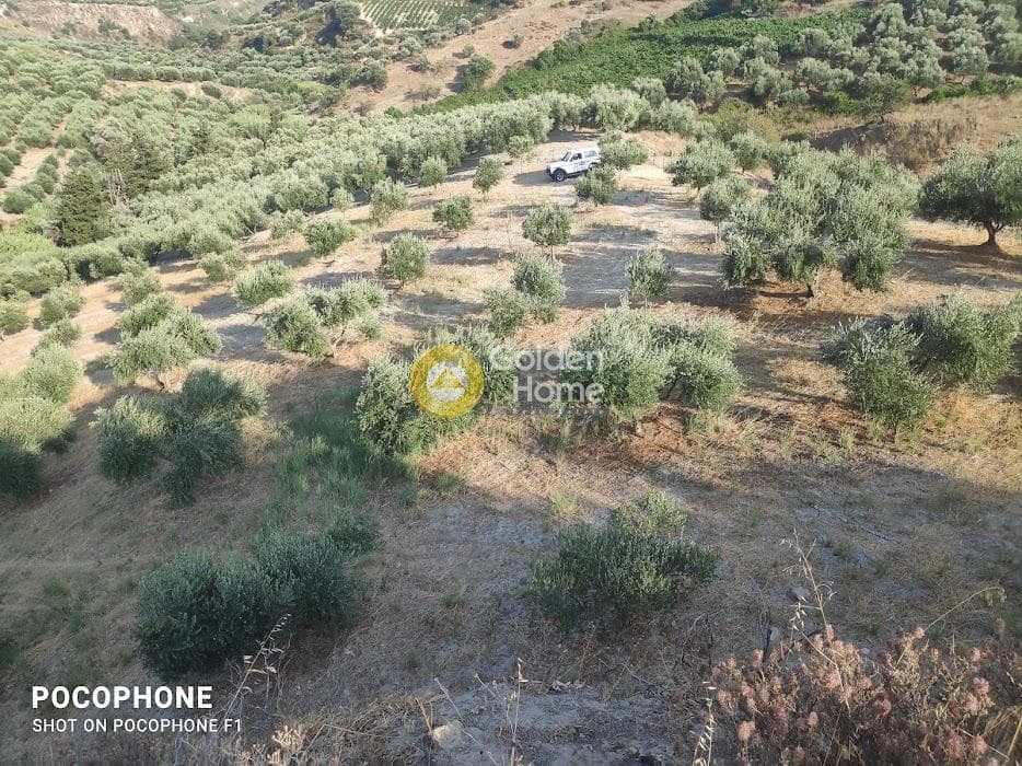 Αγροτεμάχιο στην Πυργού, Τετραχώρι — Φωτογραφία 1 από 55