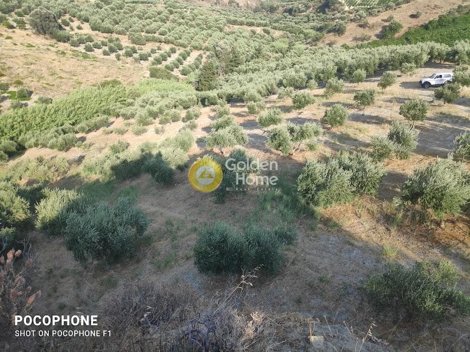 Αγροτεμάχιο στην Πυργού, Τετραχώρι — Φωτογραφία 4 από 55