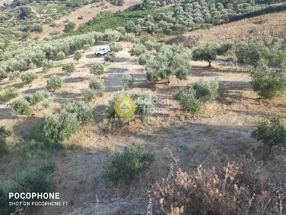 Αγροτεμάχιο στην Πυργού, Τετραχώρι — Φωτογραφία 11 από 55