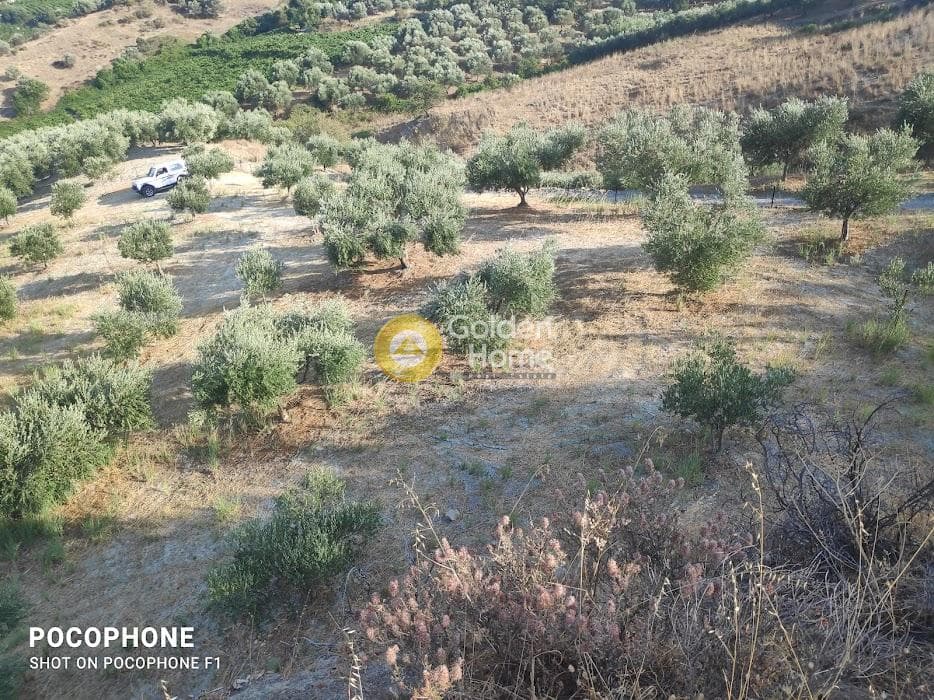 Αγροτεμάχιο στην Πυργού, Τετραχώρι — Φωτογραφία 7 από 55
