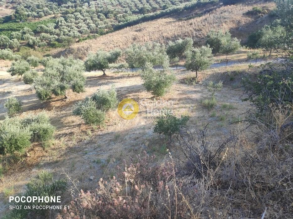 Αγροτεμάχιο στην Πυργού, Τετραχώρι — Φωτογραφία 6 από 55