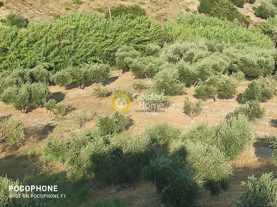 Αγροτεμάχιο στην Πυργού, Τετραχώρι — Φωτογραφία 16 από 55