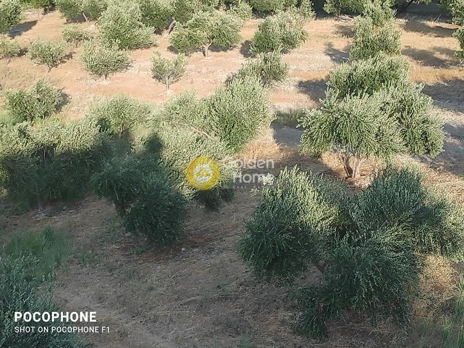 Αγροτεμάχιο στην Πυργού, Τετραχώρι — Φωτογραφία 14 από 55