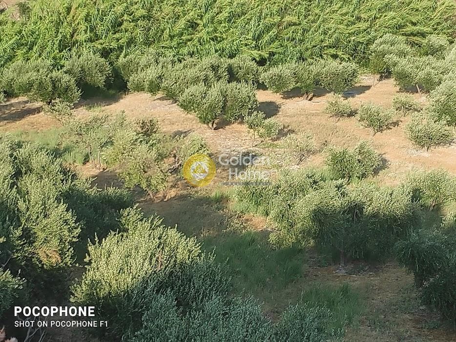 Αγροτεμάχιο στην Πυργού, Τετραχώρι — Φωτογραφία 15 από 55