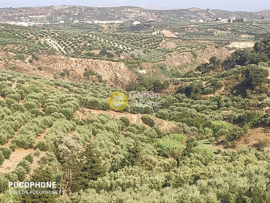 Αγροτεμάχιο στην Πυργού, Τετραχώρι — Φωτογραφία 19 από 55