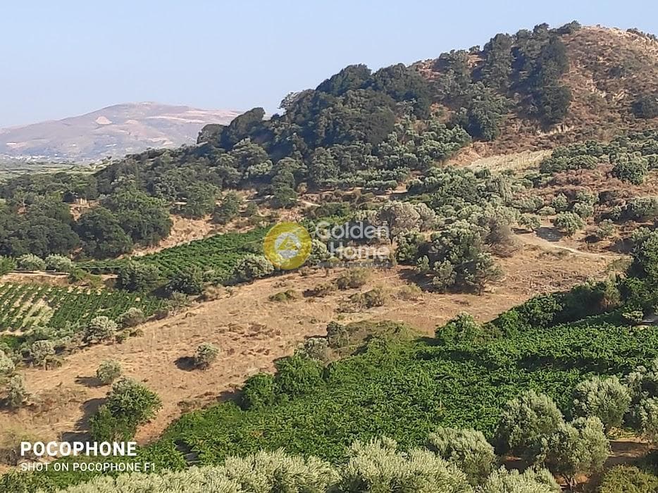 Αγροτεμάχιο στην Πυργού, Τετραχώρι — Φωτογραφία 22 από 55