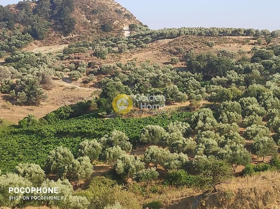 Αγροτεμάχιο στην Πυργού, Τετραχώρι — Φωτογραφία 18 από 55