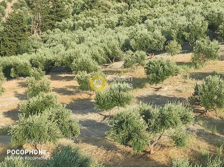 Αγροτεμάχιο στην Πυργού, Τετραχώρι — Φωτογραφία 21 από 55