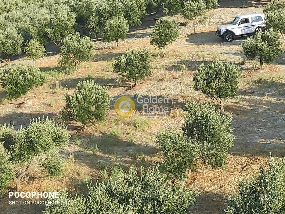 Αγροτεμάχιο στην Πυργού, Τετραχώρι — Φωτογραφία 23 από 55