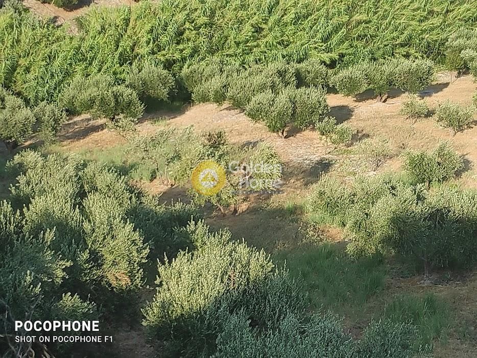Αγροτεμάχιο στην Πυργού, Τετραχώρι — Φωτογραφία 24 από 55