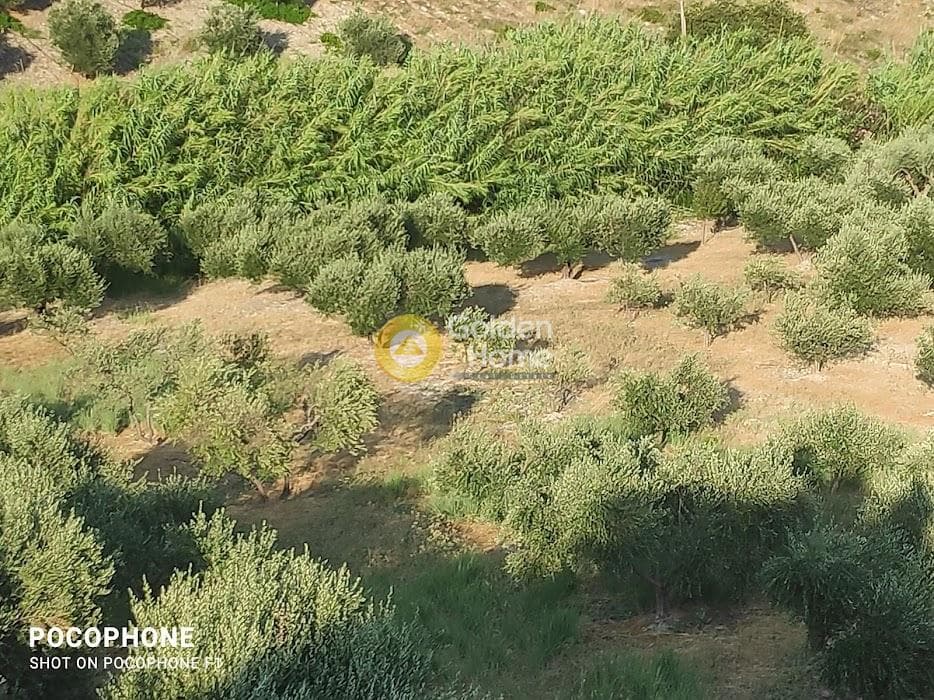 Αγροτεμάχιο στην Πυργού, Τετραχώρι — Φωτογραφία 25 από 55