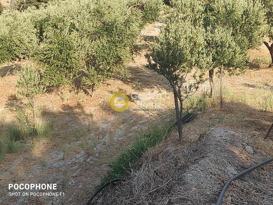 Αγροτεμάχιο στην Πυργού, Τετραχώρι — Φωτογραφία 26 από 55