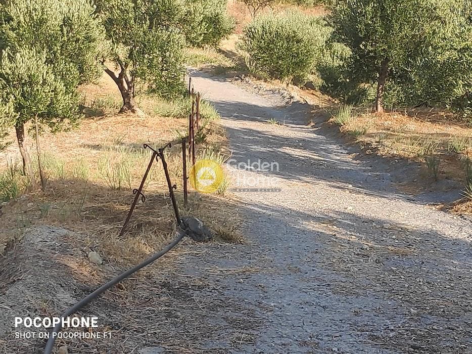 Αγροτεμάχιο στην Πυργού, Τετραχώρι — Φωτογραφία 27 από 55