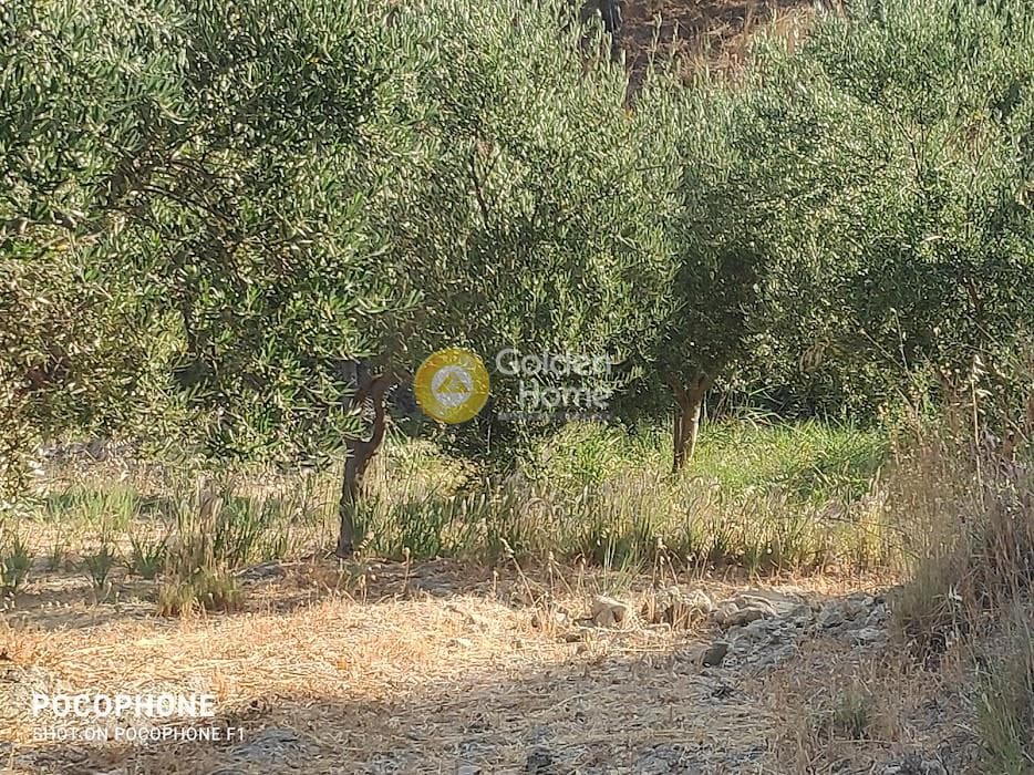 Αγροτεμάχιο στην Πυργού, Τετραχώρι — Φωτογραφία 28 από 55