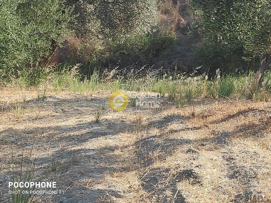 Αγροτεμάχιο στην Πυργού, Τετραχώρι — Φωτογραφία 30 από 55