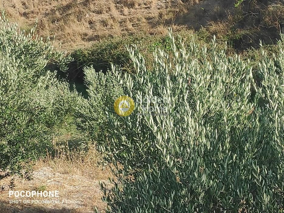 Αγροτεμάχιο στην Πυργού, Τετραχώρι — Φωτογραφία 29 από 55