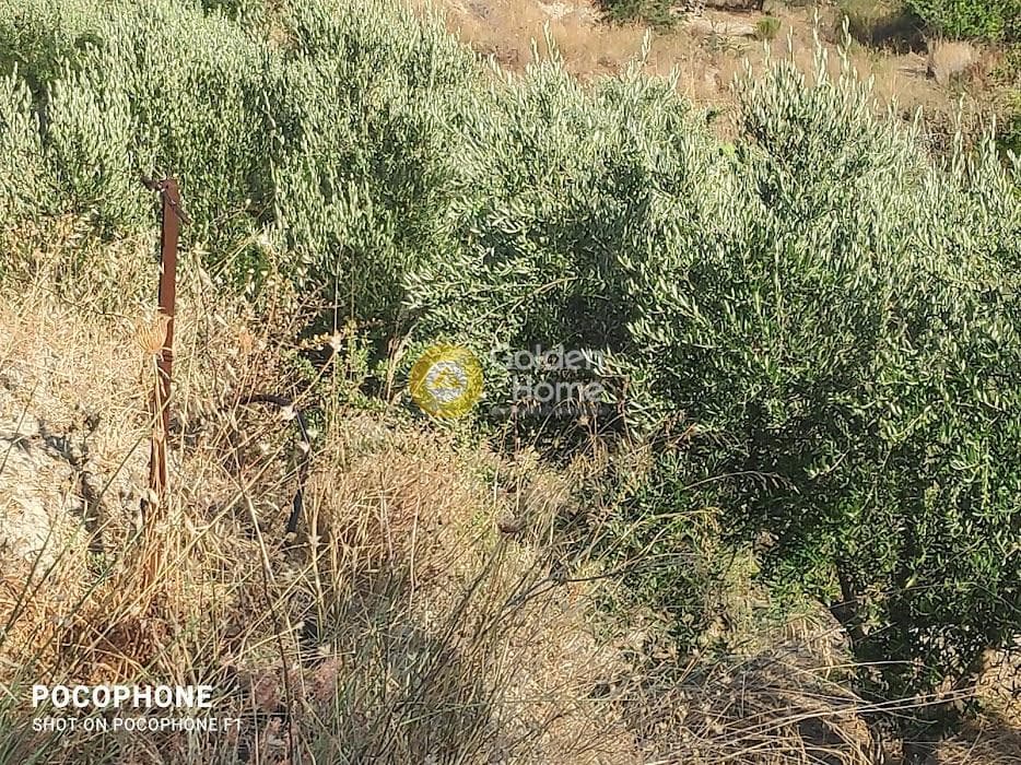 Αγροτεμάχιο στην Πυργού, Τετραχώρι — Φωτογραφία 31 από 55