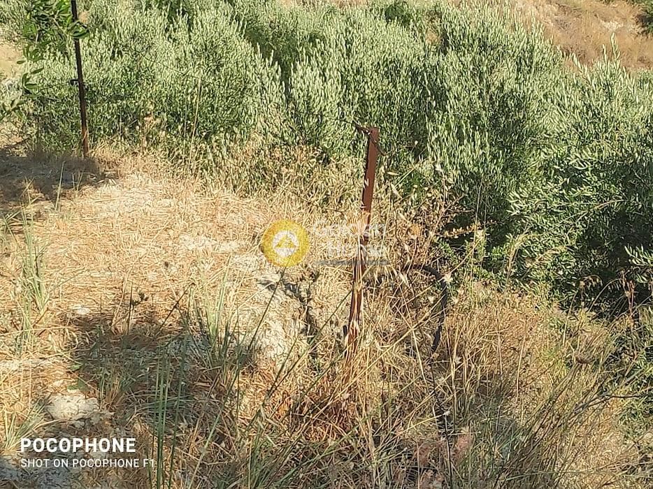 Αγροτεμάχιο στην Πυργού, Τετραχώρι — Φωτογραφία 32 από 55