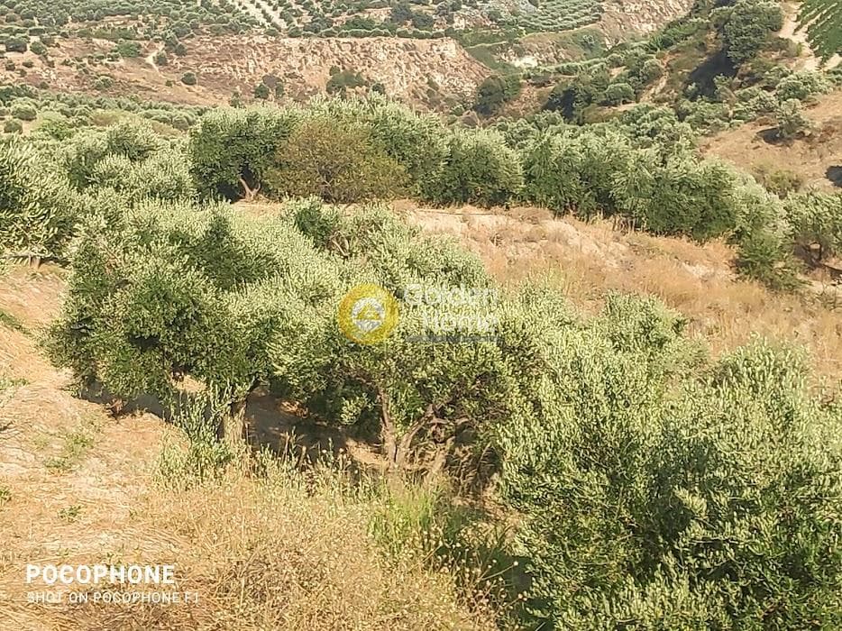 Αγροτεμάχιο στην Πυργού, Τετραχώρι — Φωτογραφία 36 από 55