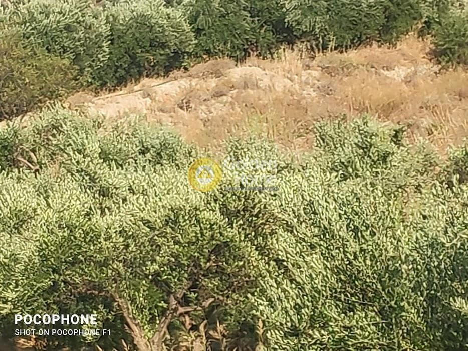 Αγροτεμάχιο στην Πυργού, Τετραχώρι — Φωτογραφία 42 από 55