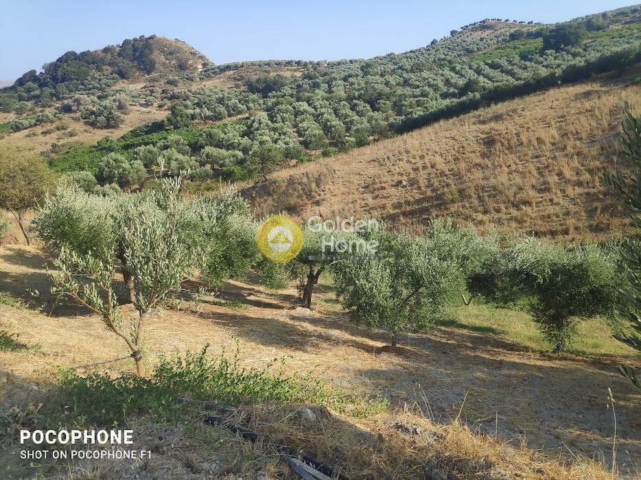 Αγροτεμάχιο στην Πυργού, Τετραχώρι — Φωτογραφία 37 από 55