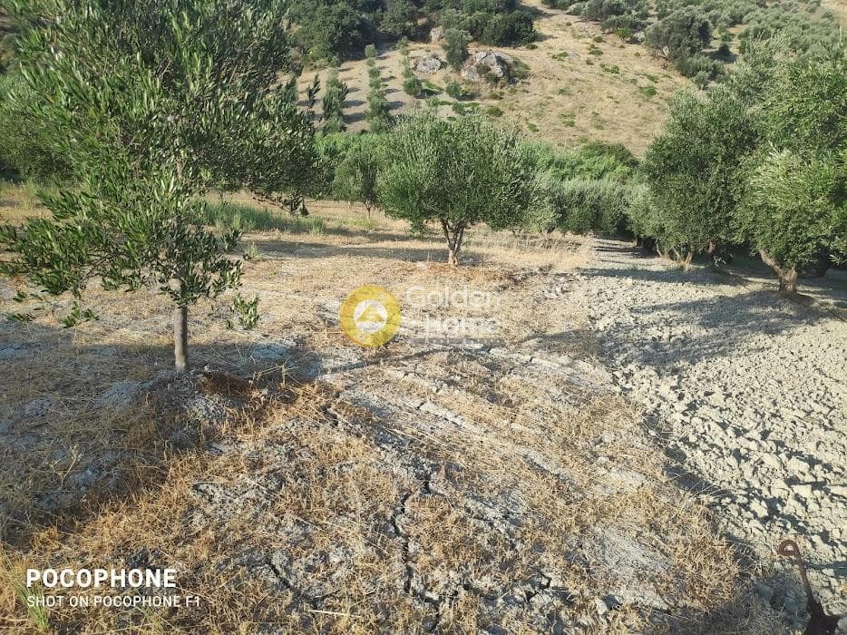 Αγροτεμάχιο στην Πυργού, Τετραχώρι — Φωτογραφία 44 από 55