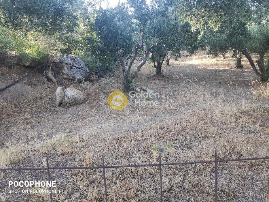 Αγροτεμάχιο στην Κερασιά, Τετραχώρι — Φωτογραφία 4 από 24