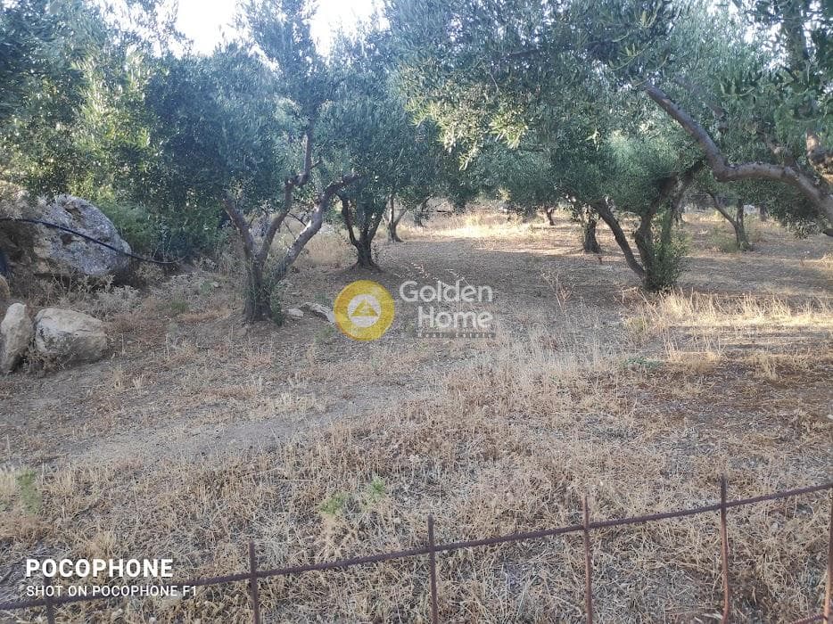 Αγροτεμάχιο στην Κερασιά, Τετραχώρι — Φωτογραφία 5 από 24