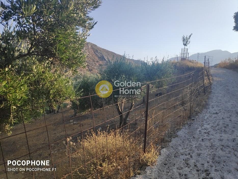 Αγροτεμάχιο στην Κερασιά, Τετραχώρι — Φωτογραφία 10 από 24